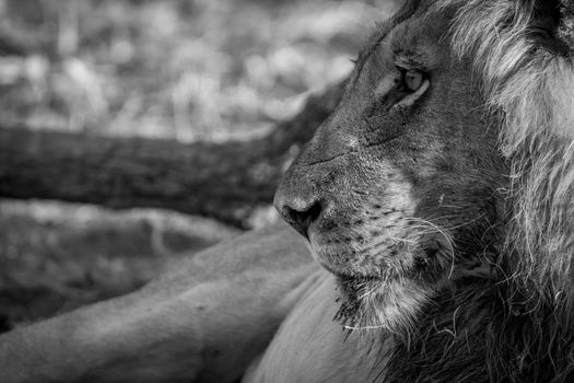 Side profile of a male Lion in black and white in the Kruger National Park, South Africa.