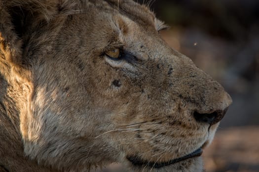 Side profile of a Lion in the Kruger National Park, South Africa.