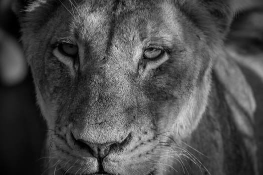 Starring Lioness in black and white in the Kruger National Park, South Africa.