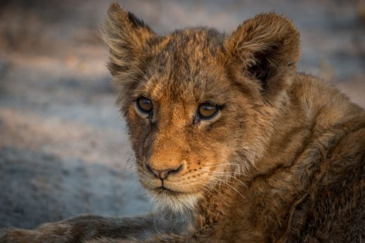 Starring young Lion cub in the Kruger National Park, South Africa.