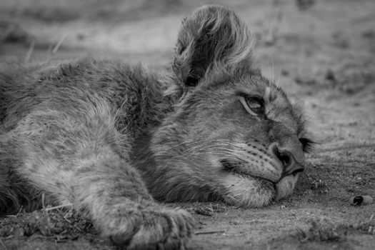 Lion cub laying down in black and white in the Kruger National Park, South Africa.