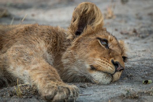 Lion cub laying down in the Kruger National Park, South Africa.