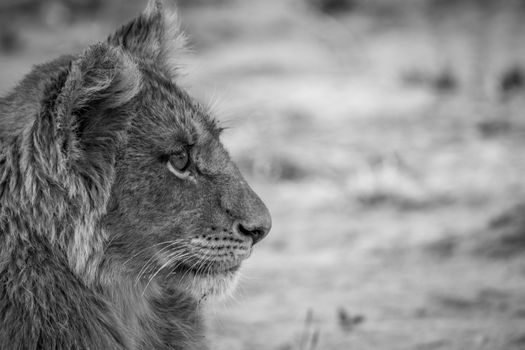 Side profile of a Lion cub in black and white in the Kruger National Park, South Africa.