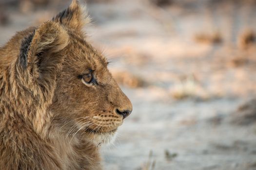 Side profile of a Lion cub in the Kruger National Park, South Africa.