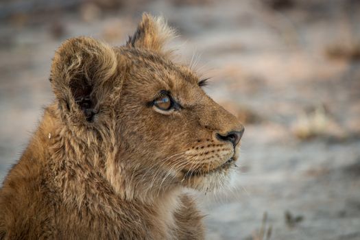 A Lion cub looking up in the Kruger National Park, South Africa.