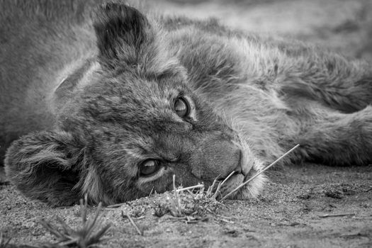 A Lion cub laying down and starring at the camera in black and white in the Kruger National Park.