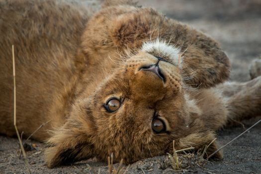 A Lion cub laying on his back and starring at the camera in the Kruger National Park, South Africa.