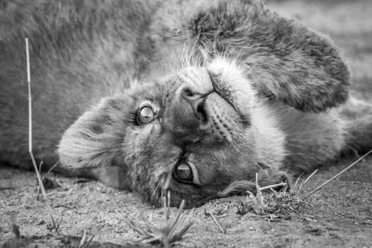 A lion cub laying on his back and starring in black and white in the Kruger National Park, South Africa.