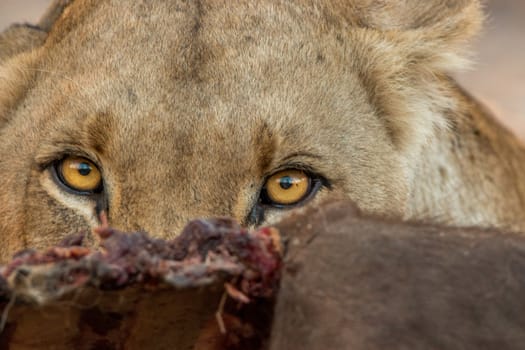 A Lioness looking over a carcass in the Kruger National Park, South Africa.