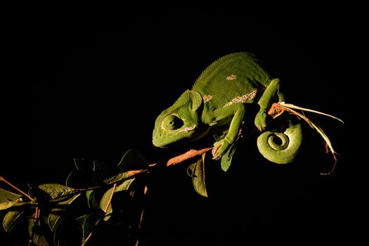 A Flap-necked chameleon on a branch in the spotlight in the Kruger National Park, South Africa.