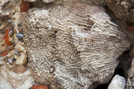 Coral and stone at the Wall of Cartagena de Indias