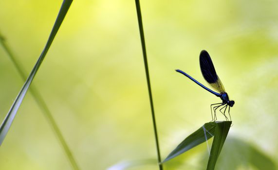 Swadow of a dragonfly sitting on leaf