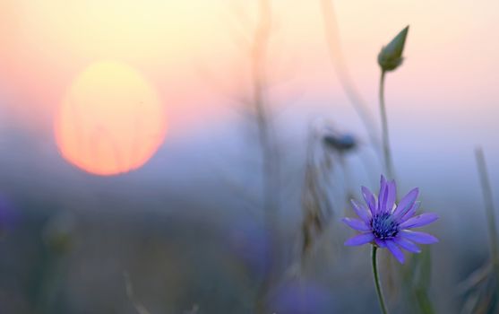 xeranthemum annuum floweers at sunset