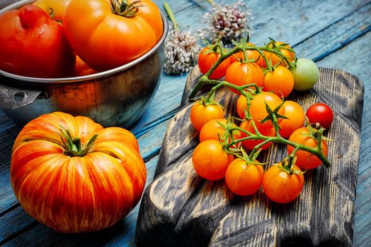 Harvest of summer yellow tomatoes on wooden background