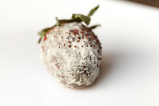 photographed red ripe strawberries, covered with white mold, spoiled strawberries closeup, defocus