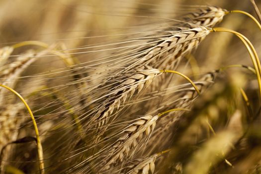 Agricultural field on which grow ripe yellowed cereals