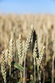 Agricultural field on which grow up cereals wheat, Belarus, ripe and yellowed cereals, small depth of field