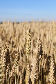 an agricultural field with yellowed ripe cereal in the summer