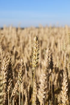 an agricultural field with yellowed ripe cereal in the summer