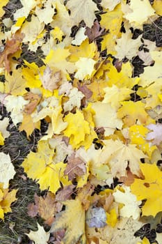 photographed trees and foliage in the autumn, the location - a park,