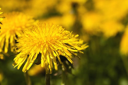 photographed close up flowers yellow dandelions in field