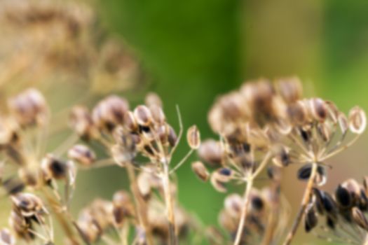 photographed close-up of a mature brown umbrella dill, Defocus