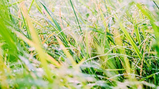 Blurred paddy rice field with bokeh and filtered color in the morning light background.