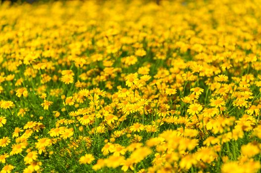 Field of Beautiful Yellow Daisies Flowers