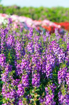 Violet lavender flowers in the field