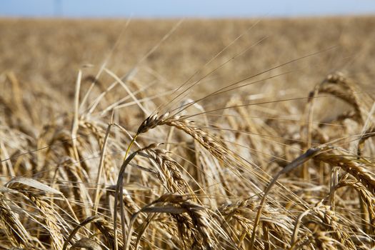 Agricultural field on which grow ripe yellowed cereals