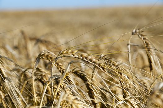 Agricultural field on which grow ripe yellowed cereals