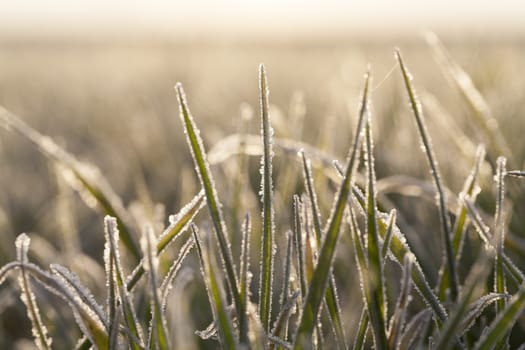 photographed close up young grass plants green wheat growing on agricultural field, agriculture, morning frost on leaves