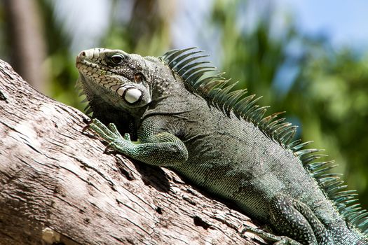 Green Iguana lizard, tropical creature, climbing palm tree in caribbean island of Guadeloupe.