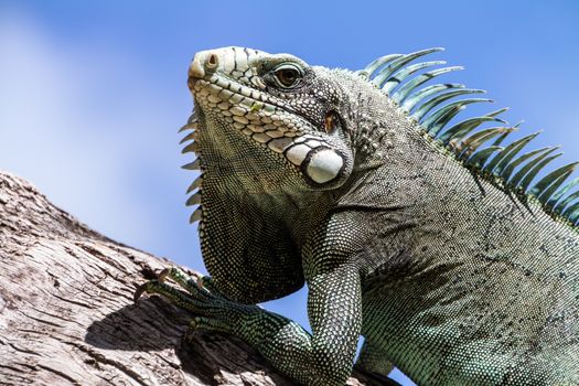 Green Iguana lizard, tropical creature, climbing palm tree in caribbean island of Guadeloupe.