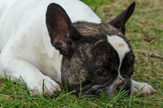 French bulldog walking on the street looking at me