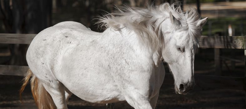 Horse in the paddock during the day