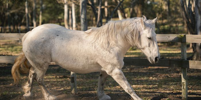 Horse in the paddock during the day