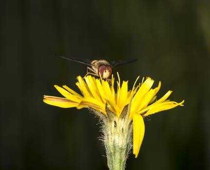 Marmalade Hoverfly Sitting on Flower close up.