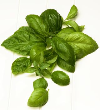 Arrangement of Fresh Green Lush Foliage Basil Leafs closeup on White Plank background