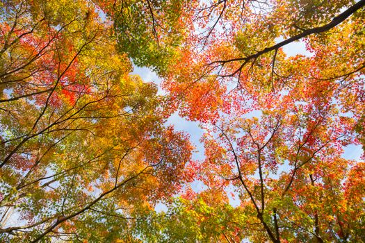 The warm autumn sun shining through colorful treetops, with beautiful bright blue sky.