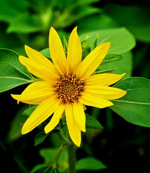 Beauty Fragile Small Sunflower on Blurred Green Leafs background Outdoors. Focus on Foreground
