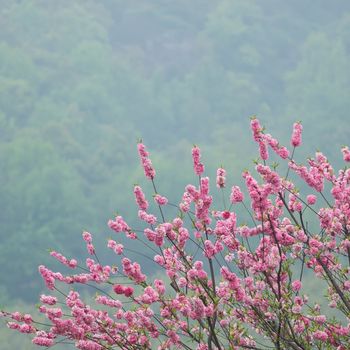 Peach trees blossoming in the mist by the Xi Hu lake in China