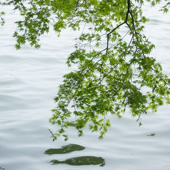 Branches of the green maple trees over the Xi Hu lake at China in the mist