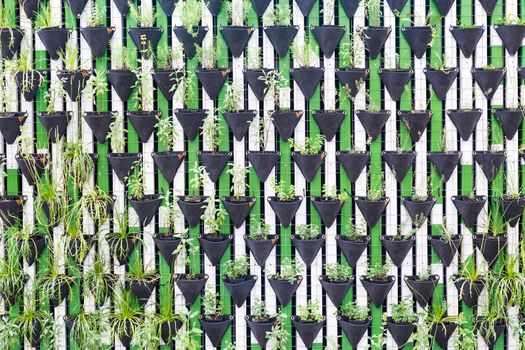 Vertical garden as a green urban wall.