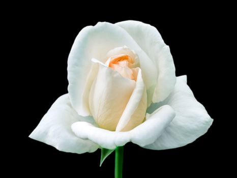 Single white rose on isolated black background