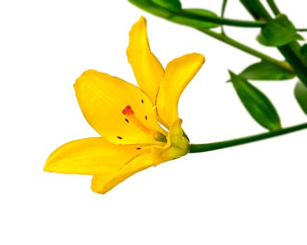 Yellow lily flower on a white background