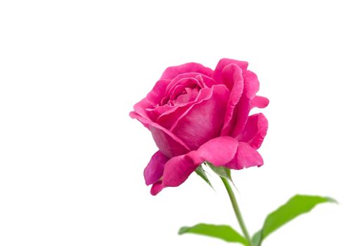 Pink rose isolated on white background , there are pictures of this series