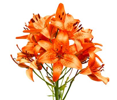Orange lily flowers isolated  on  white background.
