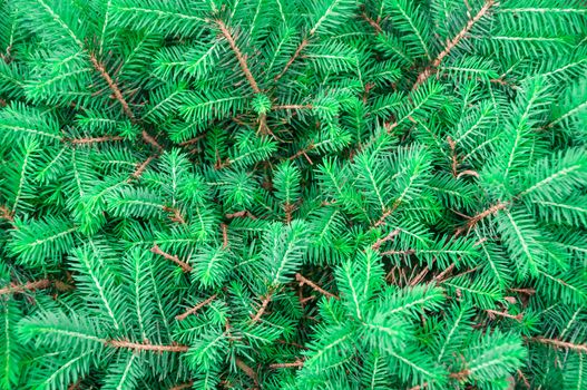 Natural background of green fir branches , there are pictures of this series