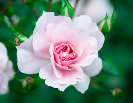 Flower pink rose on a natural background